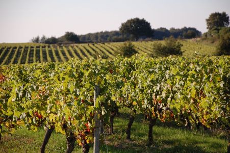 paysage vigne