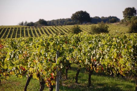 paysage vigne